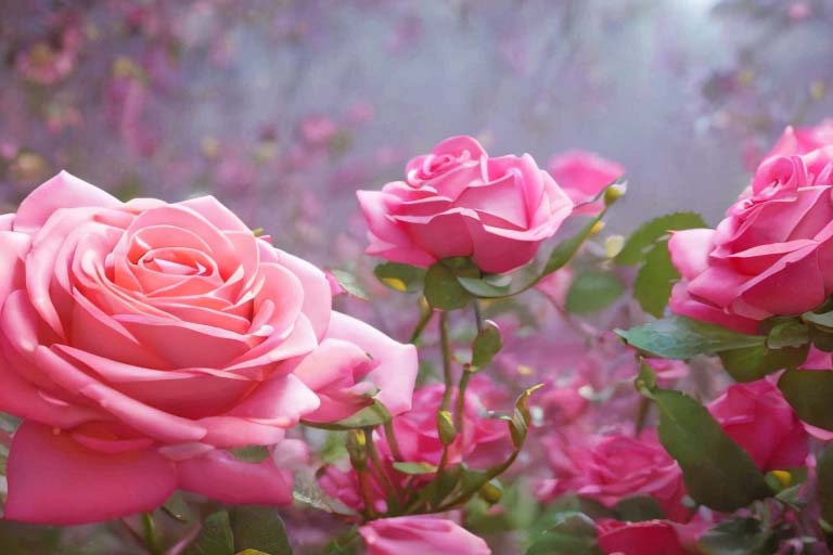 Kendi Güzelliğini Bulan Gül: Gülistan’ın Hikayesi